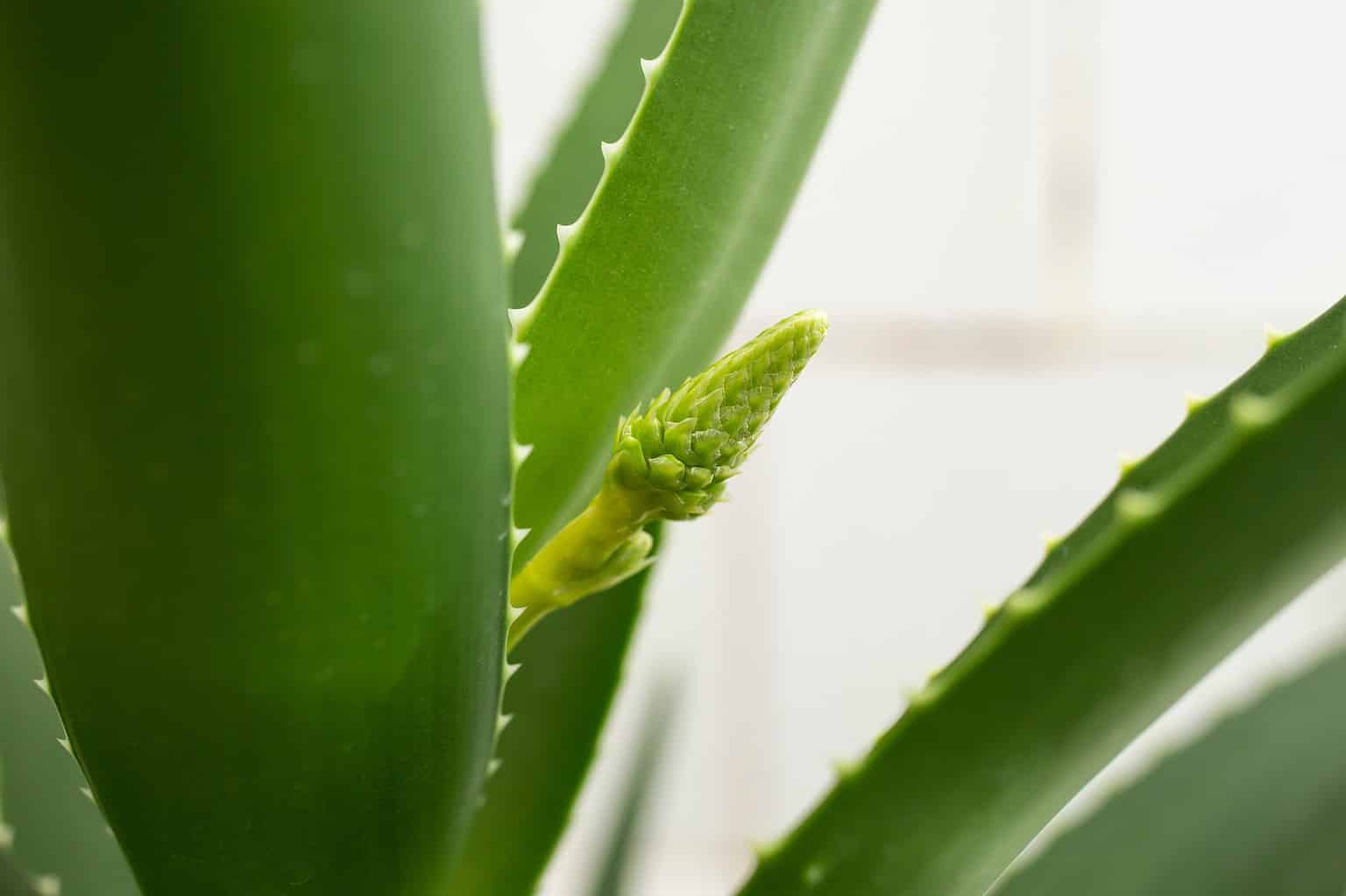 How To Grow Aloe Vera Your Complete Guide