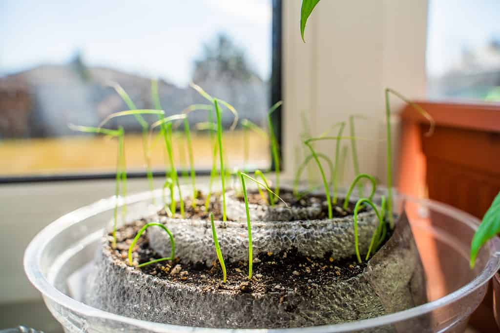 Young sprouts of onion seedlings in a roll of polyethylene foam close-up. Seedling soil fertilized with perlite and vermiculite stands on a window sill indoors in spring in sunny weather