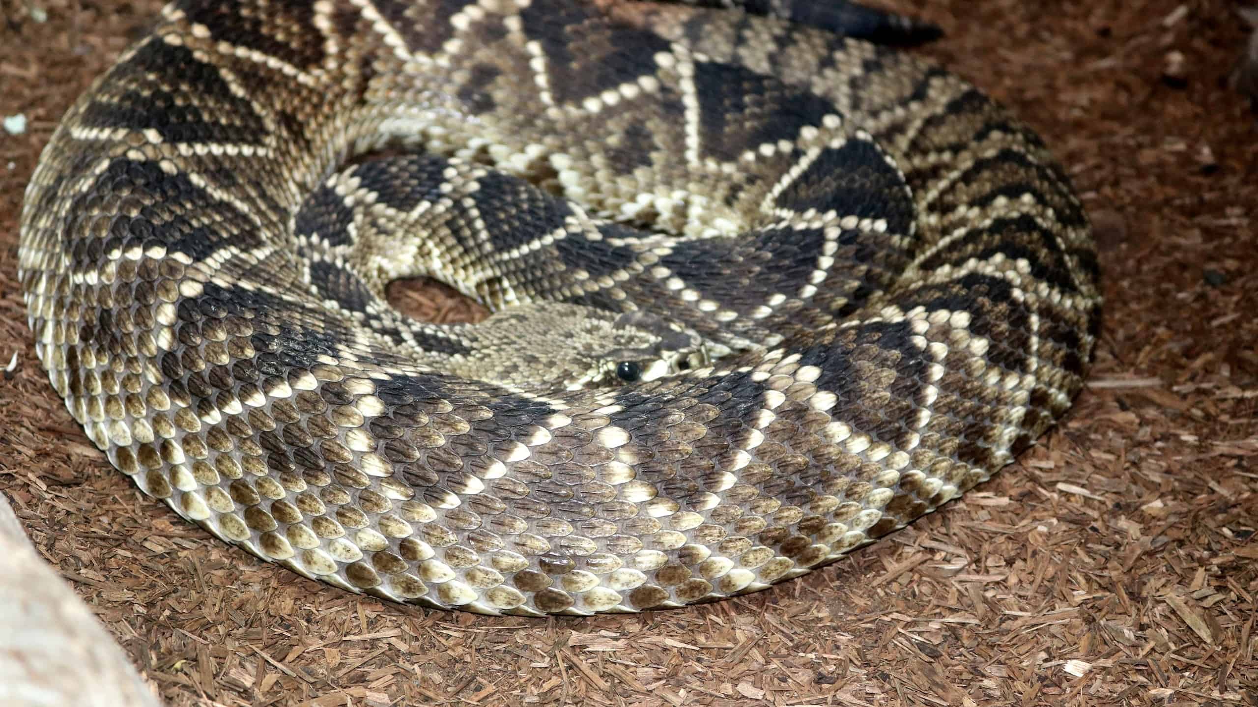 Texas vs. Arizona: Which State Has More Venomous Snakes? - A-Z Animals