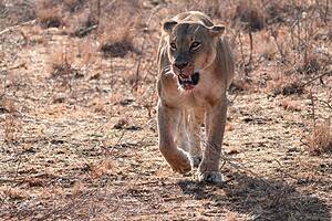 See a Starving Lion Risk It All and Fight Off Jackals and Hyenas To Protect Its Supper Picture