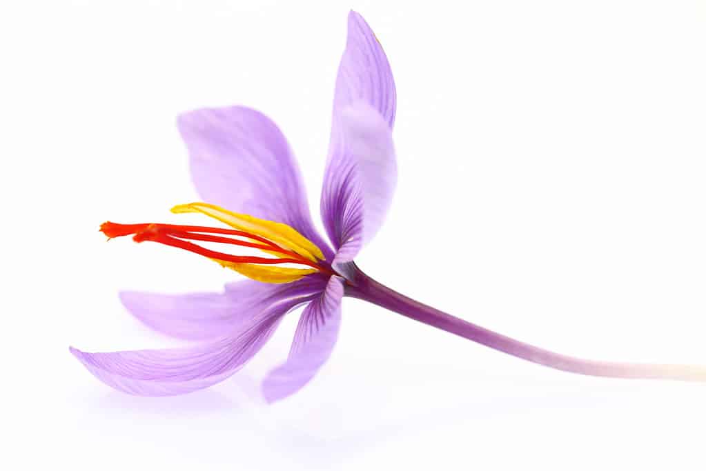Close up of saffron flower isolated on white background. The flower is lavender with three distinct red stigmas. 