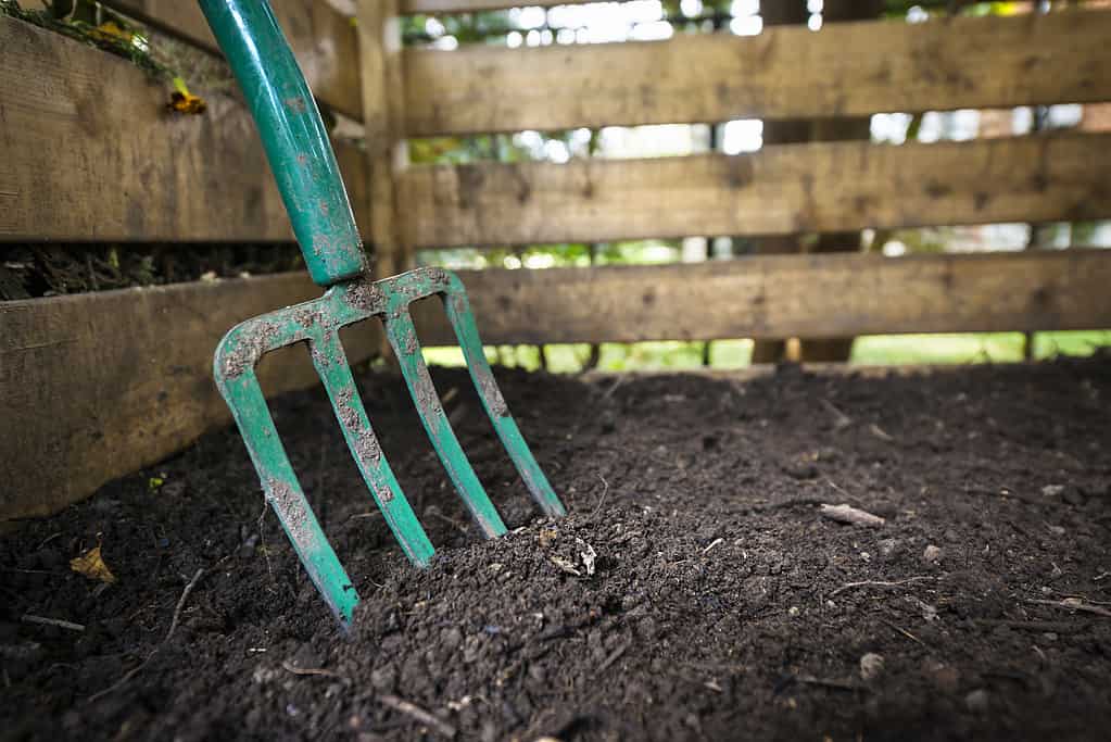 Green, metal, four-pronged Garden fork turning black composted soil in wooden compost bin
