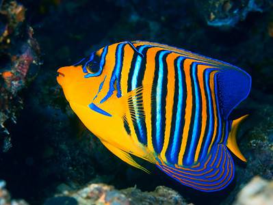 A Angelfish Quiz: Test Your Knowledge!