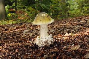 Death Cap Mushrooms vs. Puffball Mushrooms: 7 Key Differences Picture