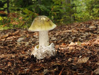 A Death Cap Mushrooms vs. Puffball Mushrooms: 7 Key Differences