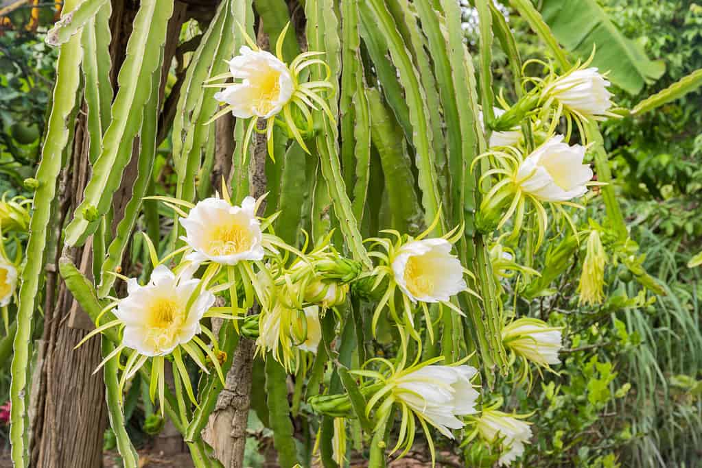 dragon fruit flower  - there are 8-10 large white flowers with yellow centers visible in the frame.