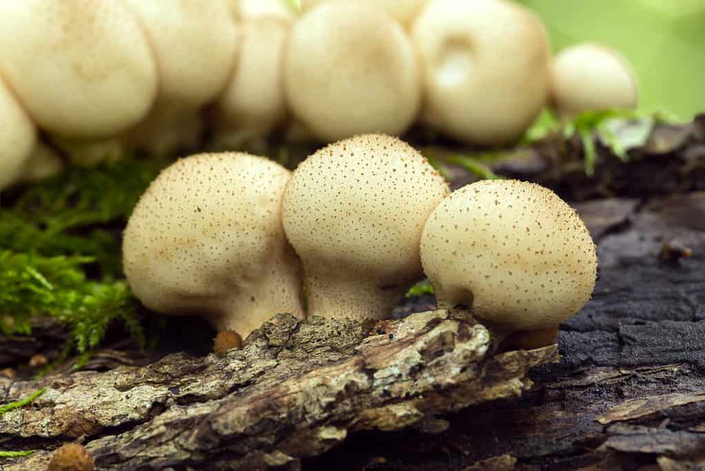 Lycoperdon pyriforme- puffball mushroom growing on wood