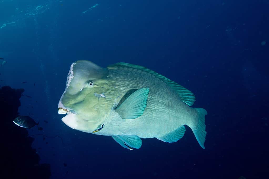 green humphead parrotfish