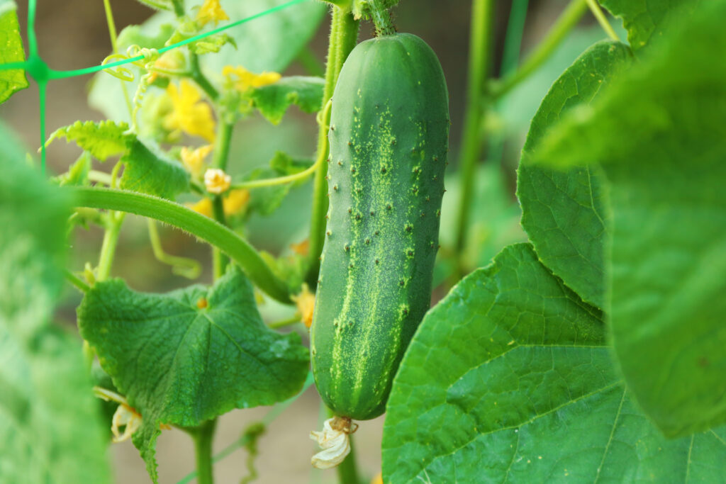 A green cucumber growing on a plant in the sun, with its leaves and stem visible.