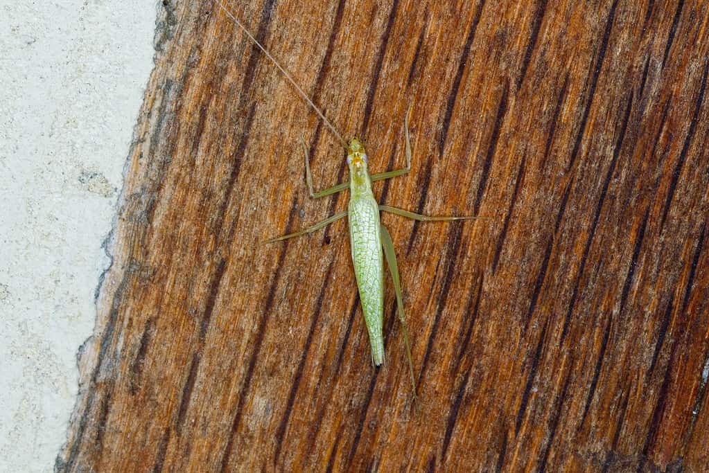 Narrow-winged tree cricket (Oecanthus niveus)