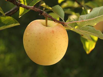 A 6 Fruit Trees That Thrive in Zone 7