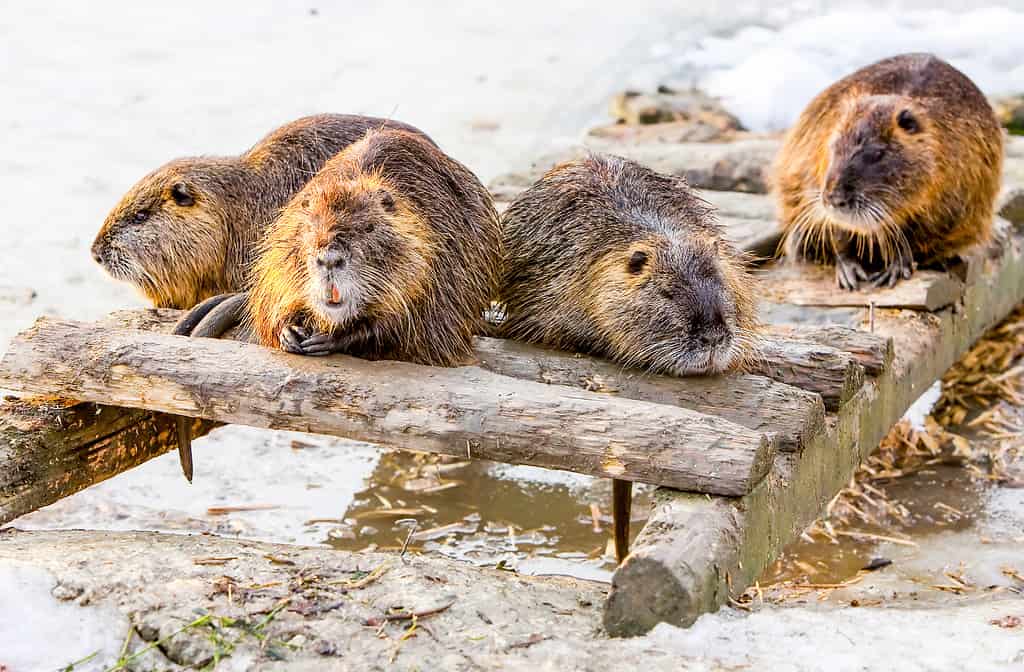 Beaver Colony, shows four furry beavers sitting on a log over the water. 