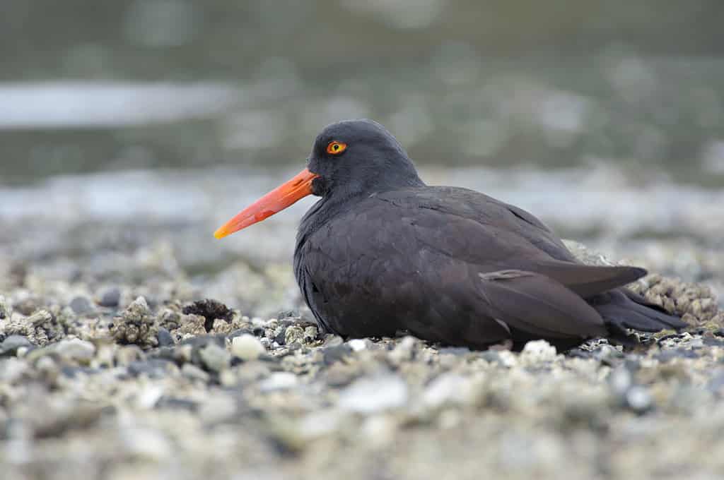 black oystercatcher sitting on the shore