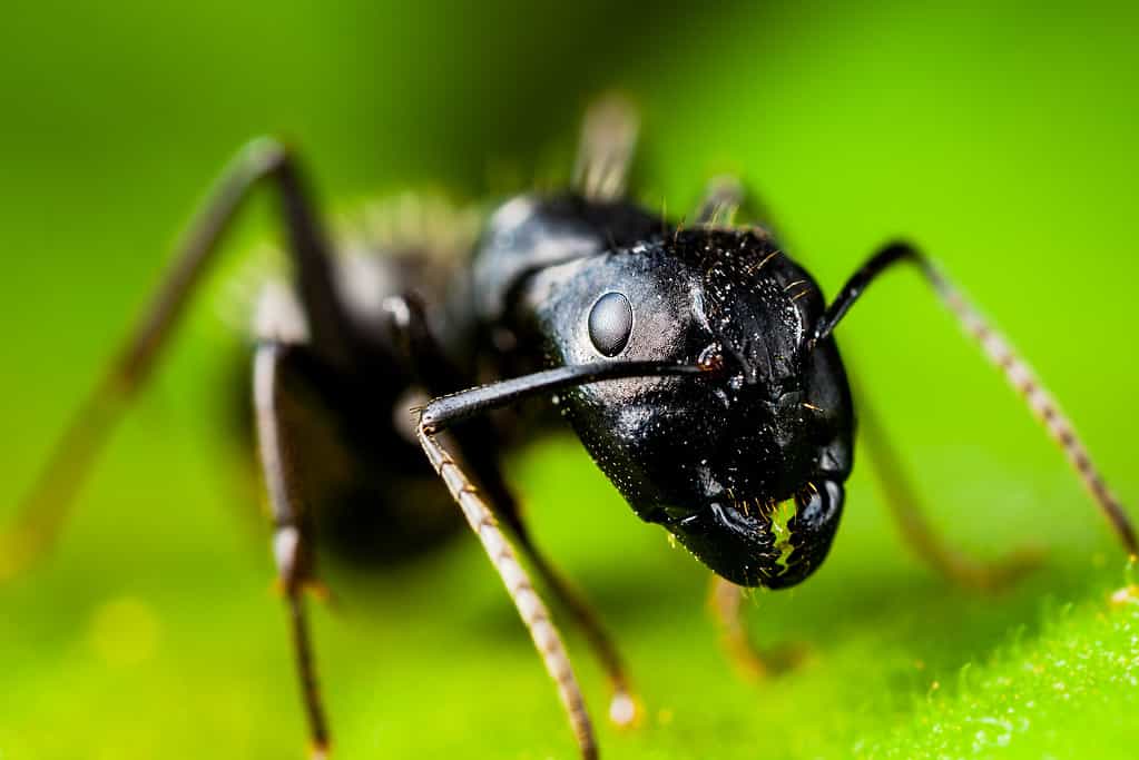 Black carpenter ant very close up, sitting on a green leaf. 