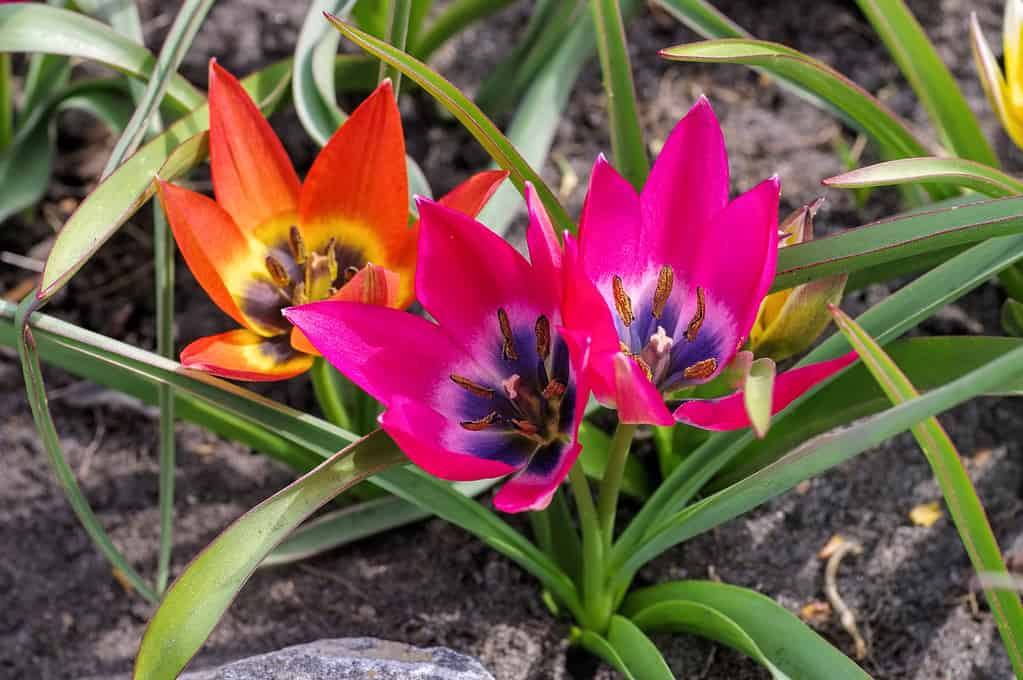 Tulipa hageri 'Little Beauty'