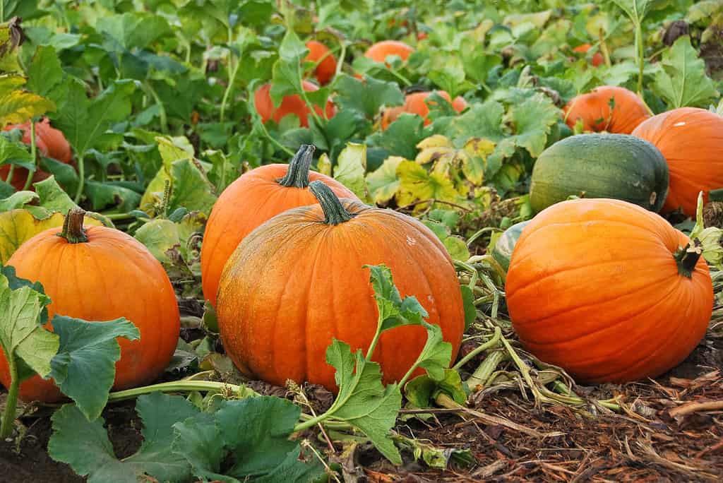 pumpkins growing in field. Four large, round orange pumpkins are visible growing in a pumpkin patch. Other pumpkins are visible with in the tangle of green pumpkin vines. Oe free pumpkin is visible in the right frame.
