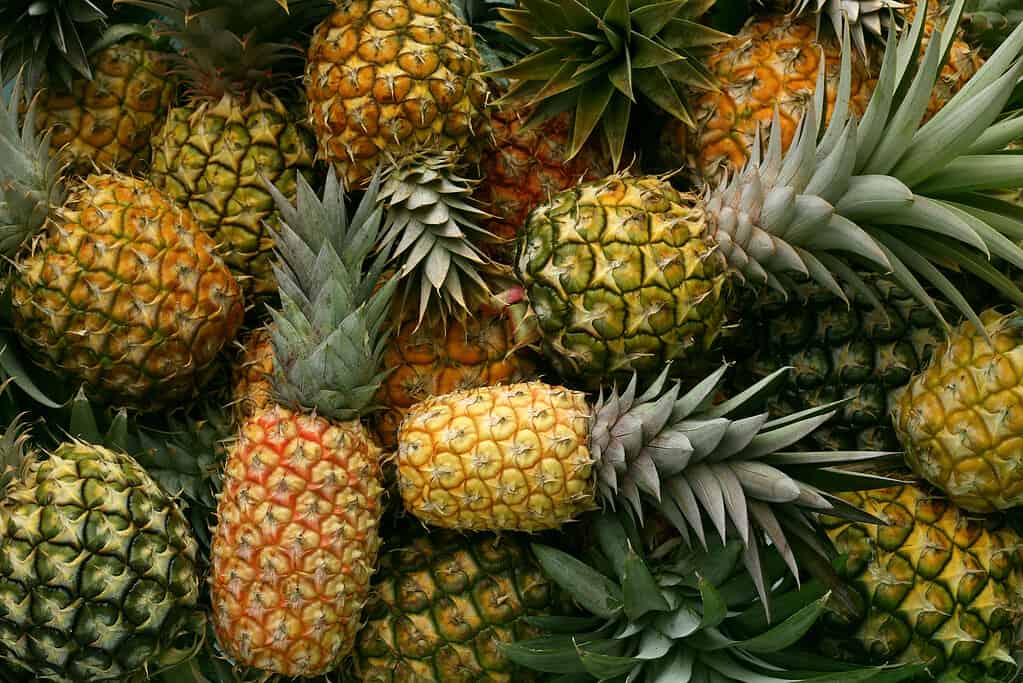 Hawaiian pineapples background