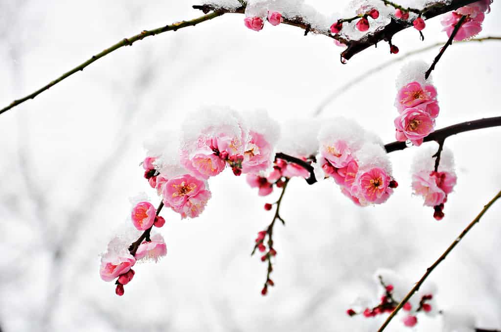 Winter flower, Pink Plum Flower under Snow with white background
