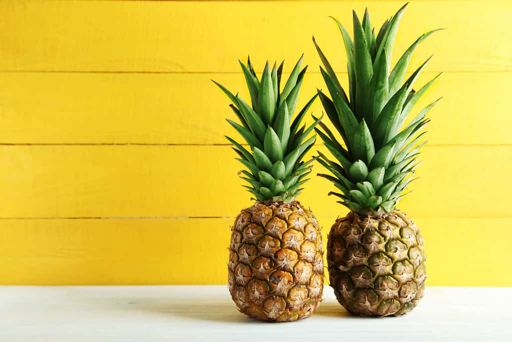 Ripe pineapples on a white wooden table. yellow wall background.