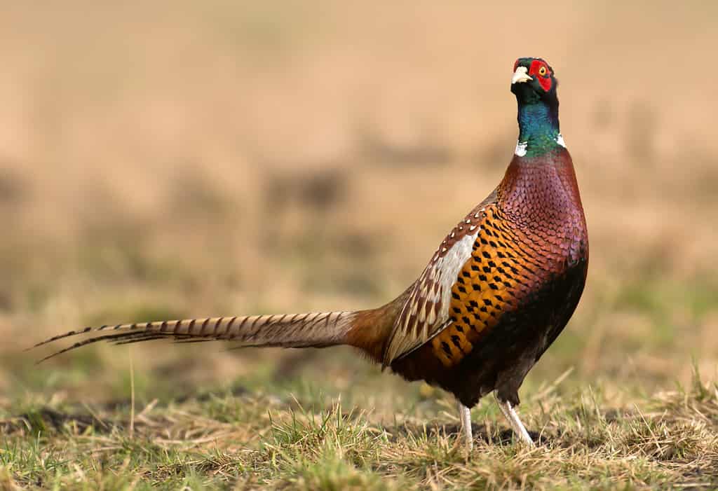 Ring-Necked or Ringneck Pheasant