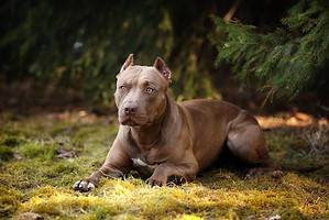 Male Pit Bull vs. Female Pit Bull: 6 Key Differences Picture