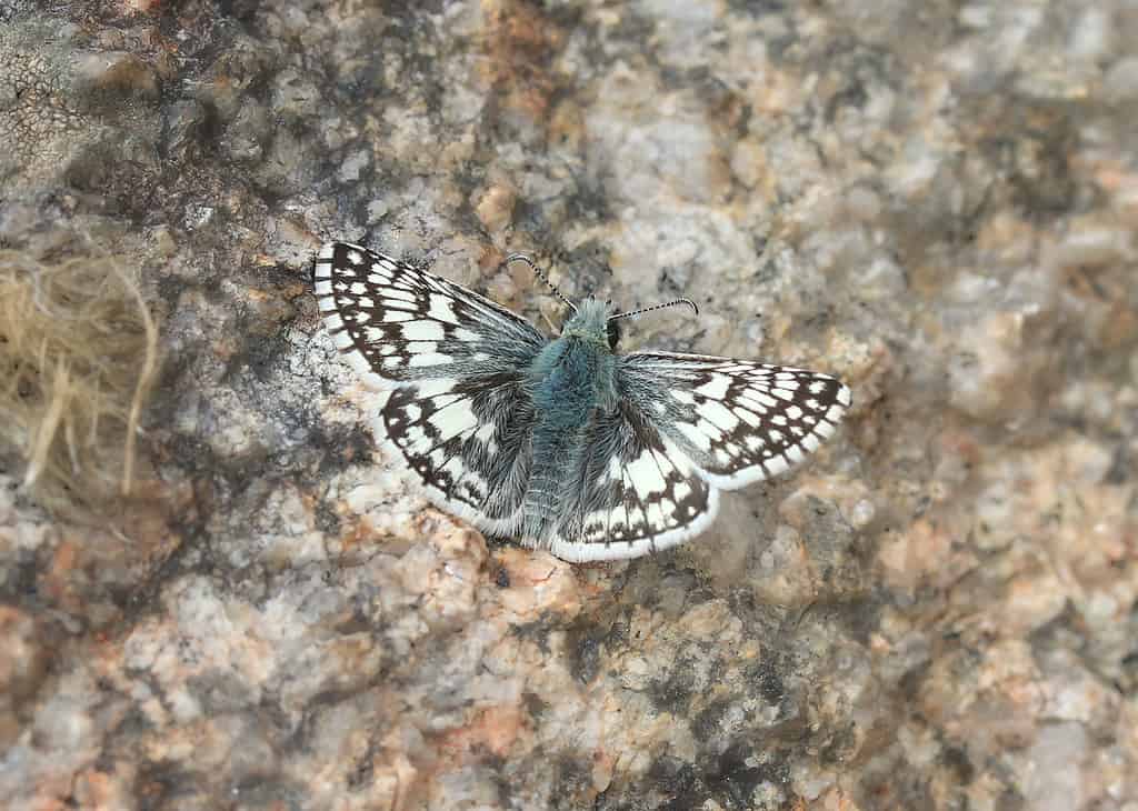 Common checkered skipper butterfly