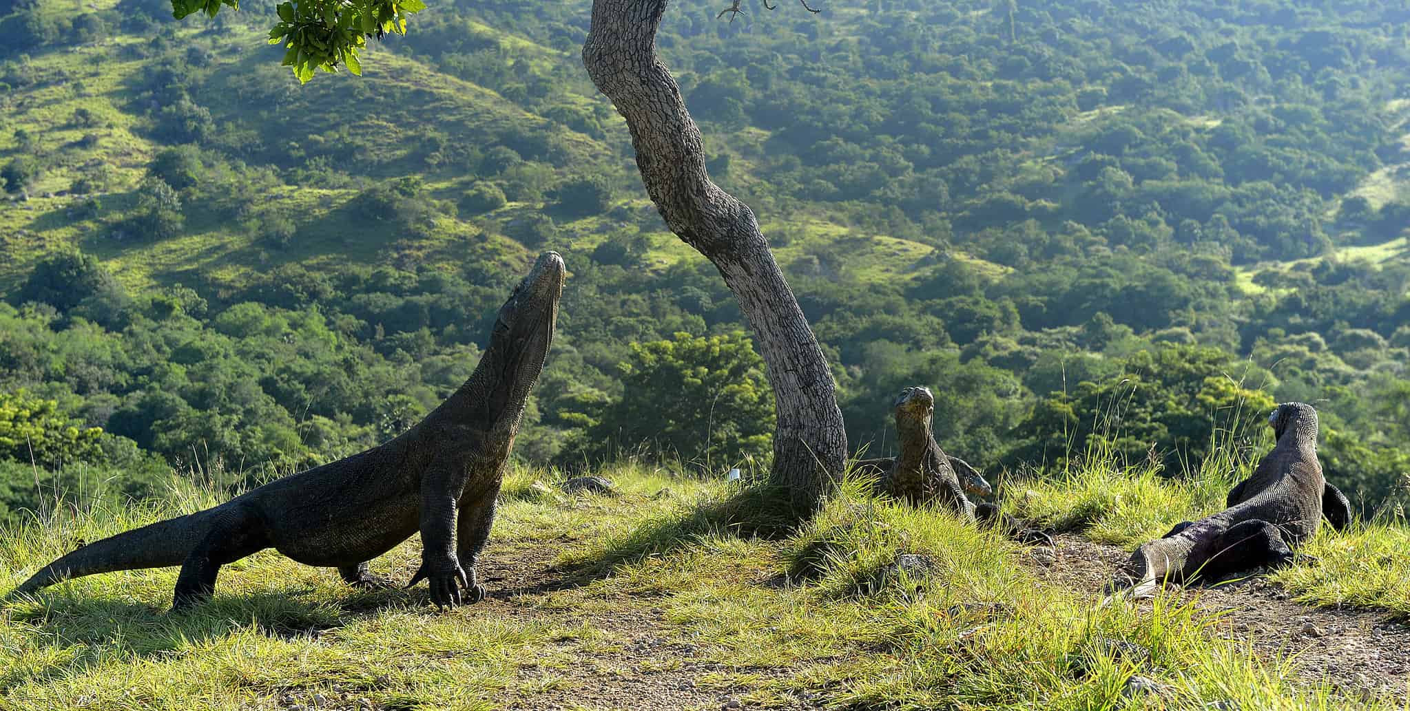 Watch This Incredible Komodo Dragon Go Airborne and Try to Snatch a Bat