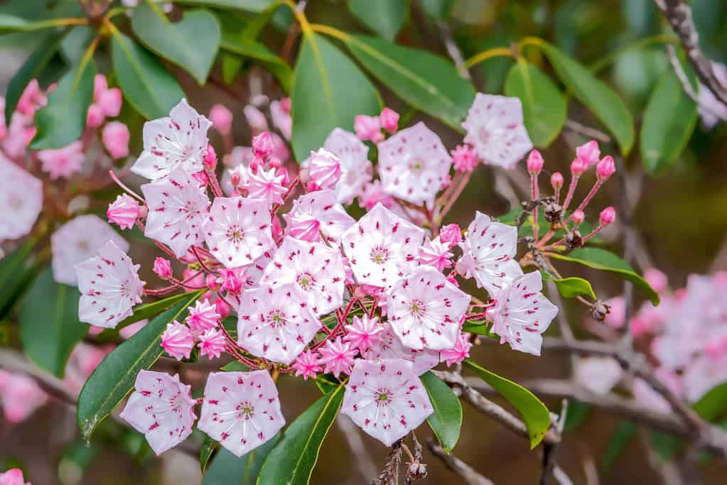 mountain laurel