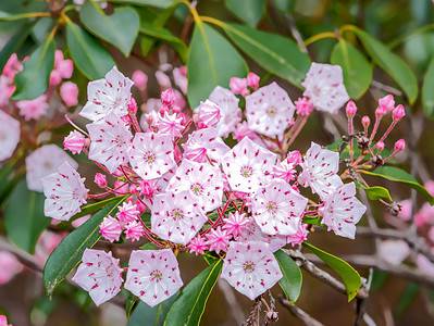 A The 8 Best Flowering Trees for a Gorgeous Summer Bloom