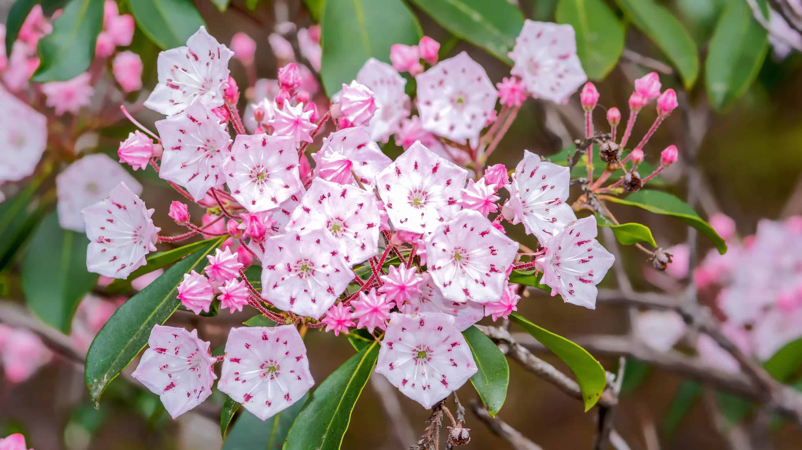 The 8 Best Flowering Trees for a Gorgeous Summer Bloom - A-Z Animals