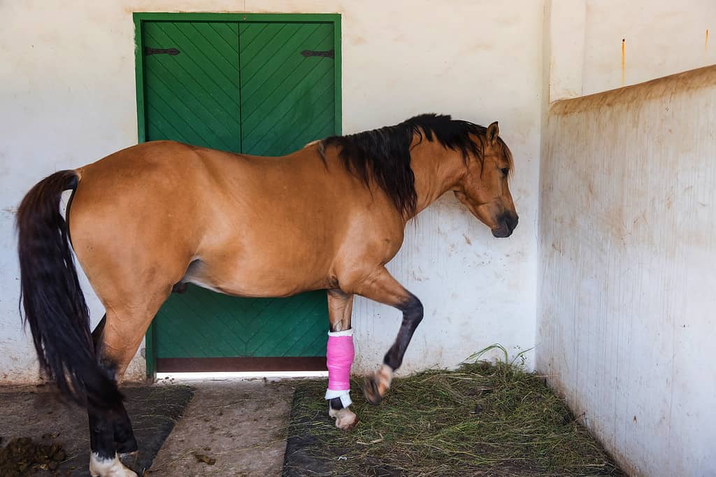 Injured horse