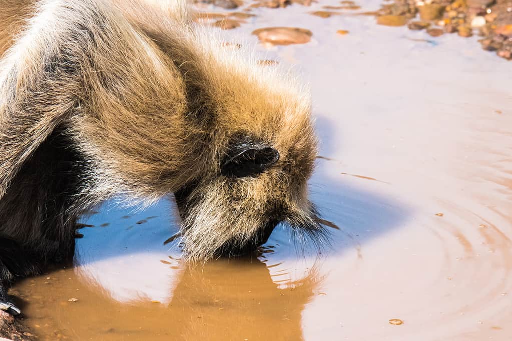 Crouched gray langur drinks water