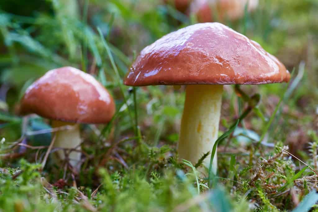 natualy slippery slimy mushroom Suillus