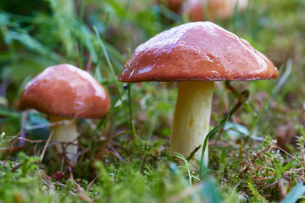 How to Tell When Mushrooms Are Bad: 5 Tell-Tale Signs - Delishably