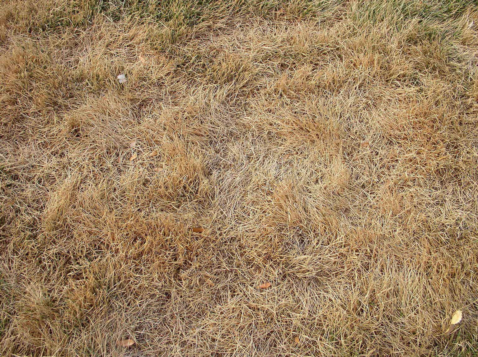 Dormant Grass Vs. Dead Grass: Three Ways To Spot The Differences