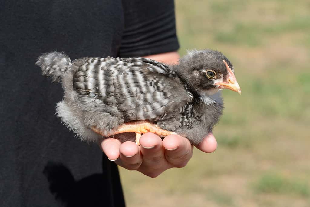 Young/Baby Barred Rock Chicken