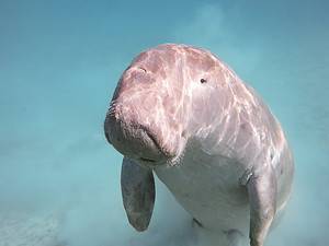 10 Incredible Dugong Facts Picture