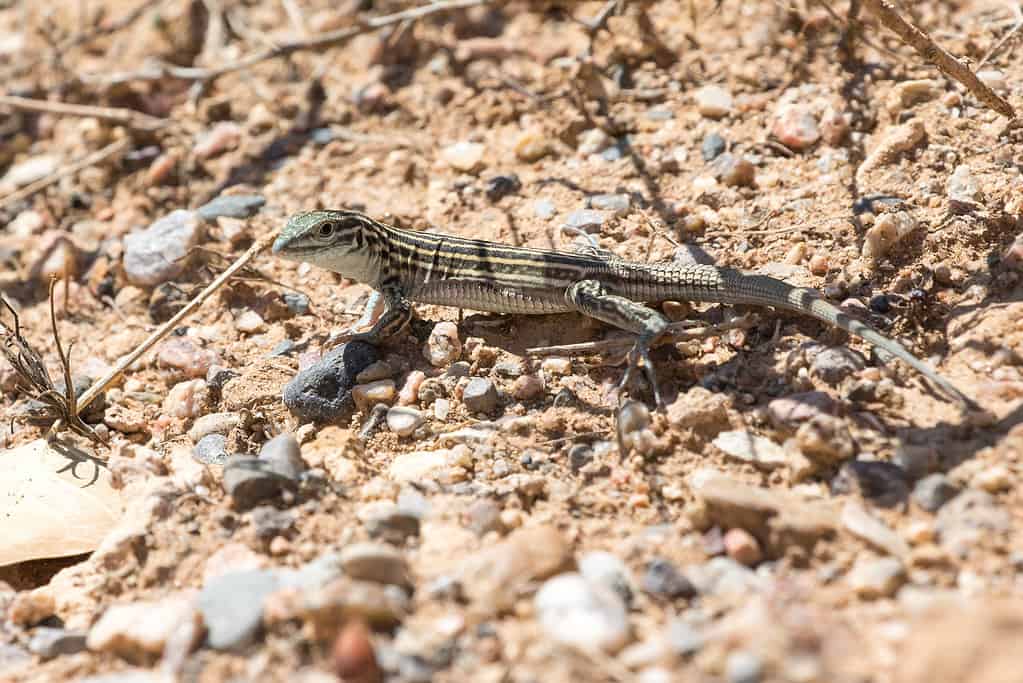 The New Mexico whiptail lizard (Cnemidophorus neomexicanus)