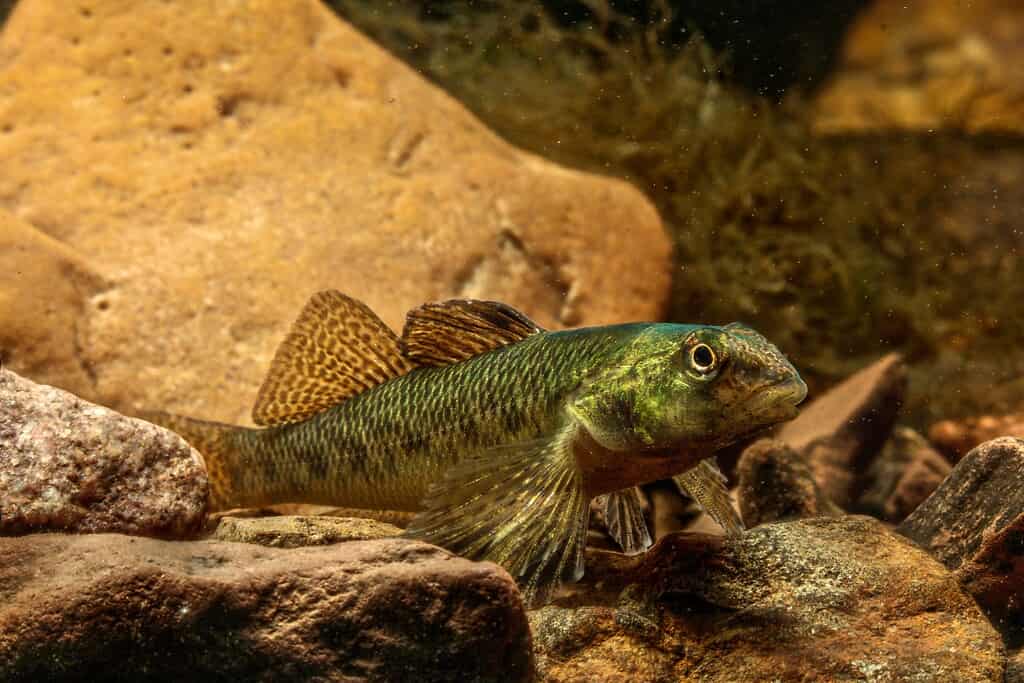Johnny darter fish, Etheostoma nigrum