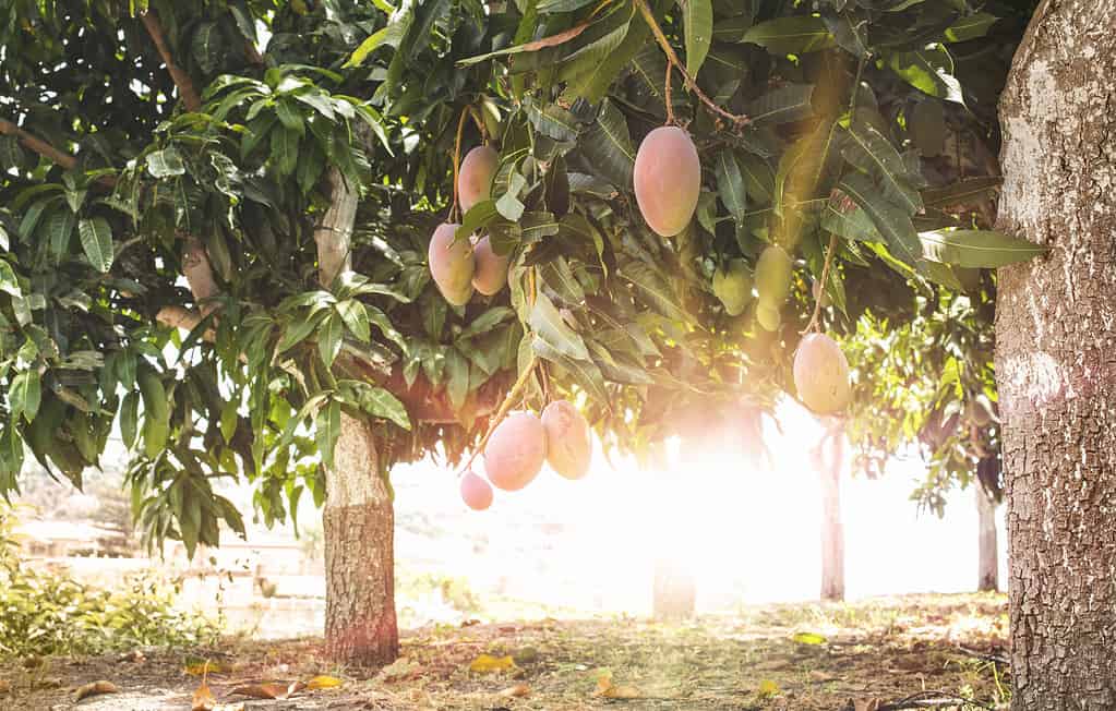 A sunny mango grove.
