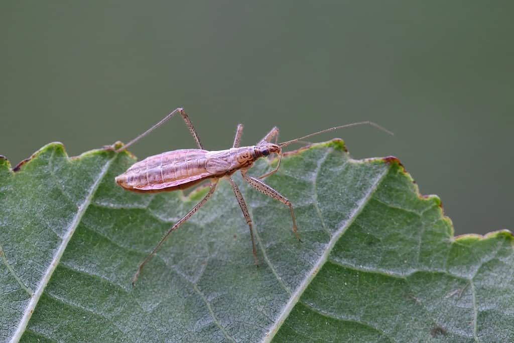 Marsh Damsel Bug or Nabis limbatus