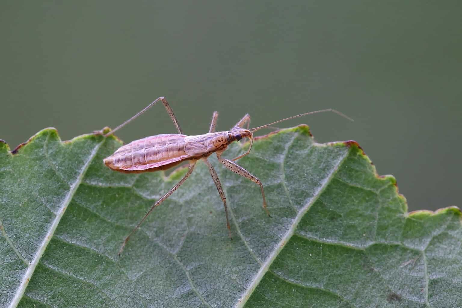 Aphid Predators What Eats Aphids? AZ Animals