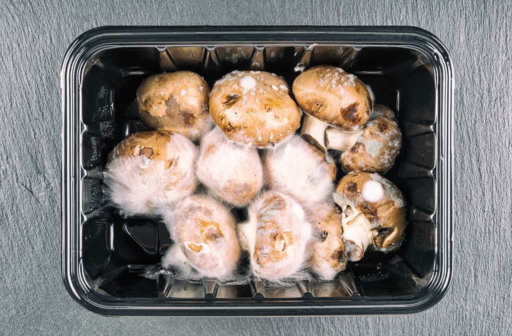 Old moldy button mushrooms Agaricus bisporus