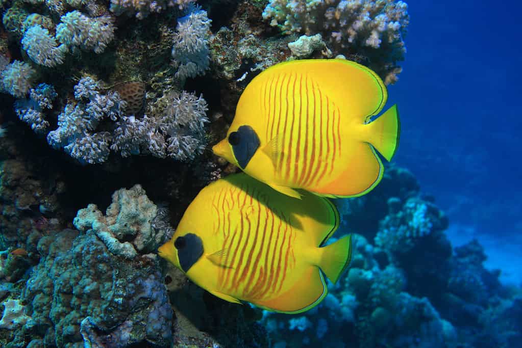 Đeo mặt nạ,Cá bướm,(chaetodon,Semilarvatus),Trong,The,Blue,Waters,Of,The