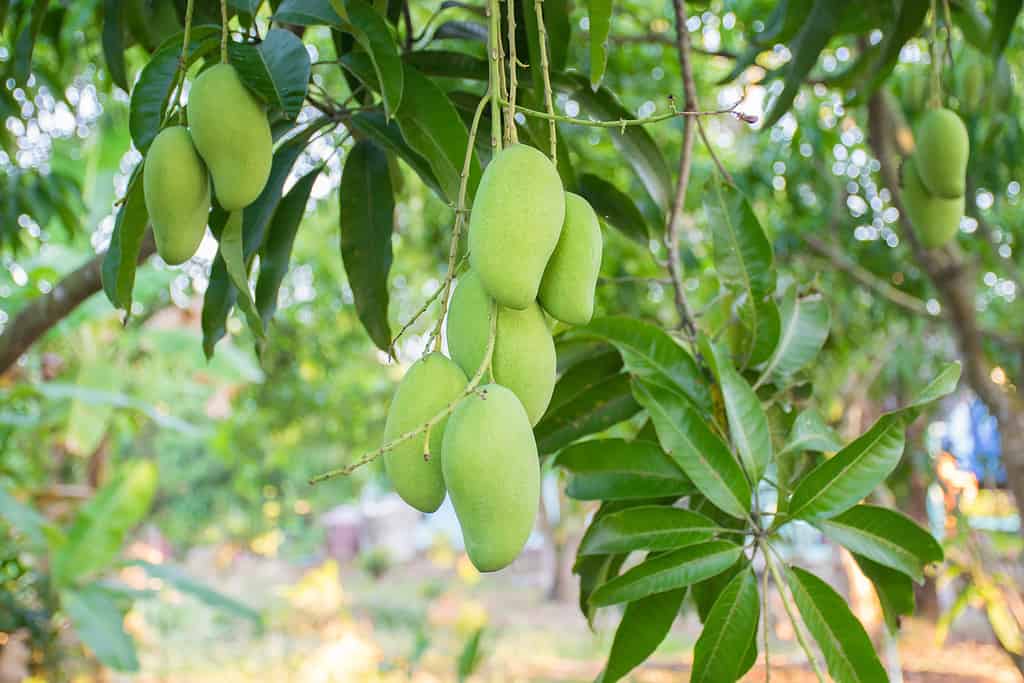 A mango tree with many green fruits. 