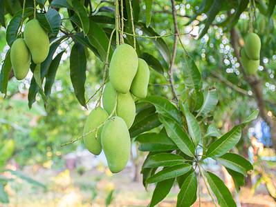 A How to Grow Mango from Seed to Tree: Your Complete Guide