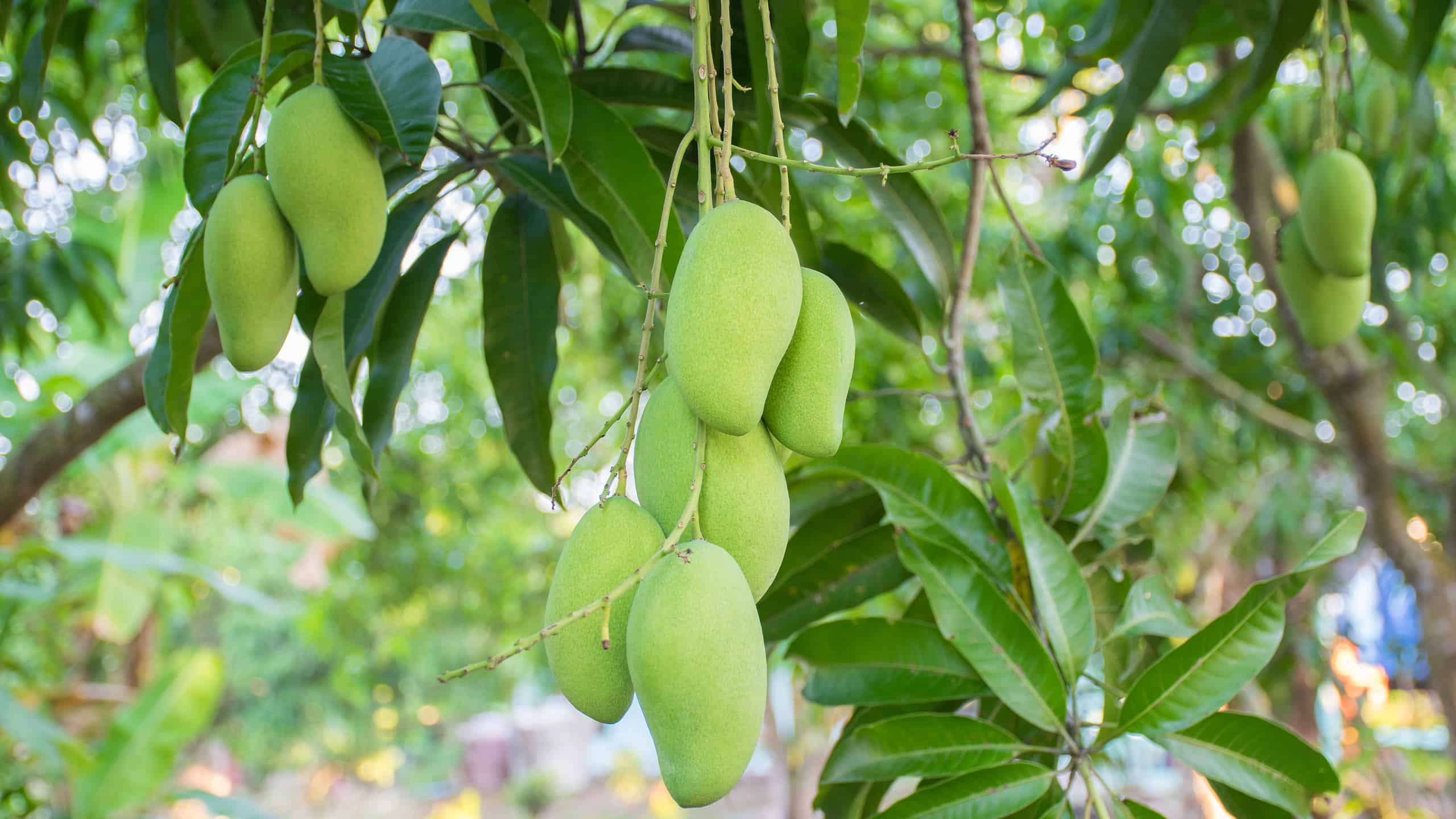 images of mango trees