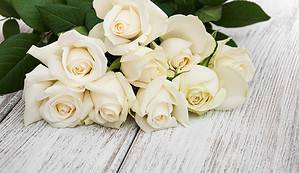 White Roses: Meaning, Symbolism, and Proper Occasions Picture