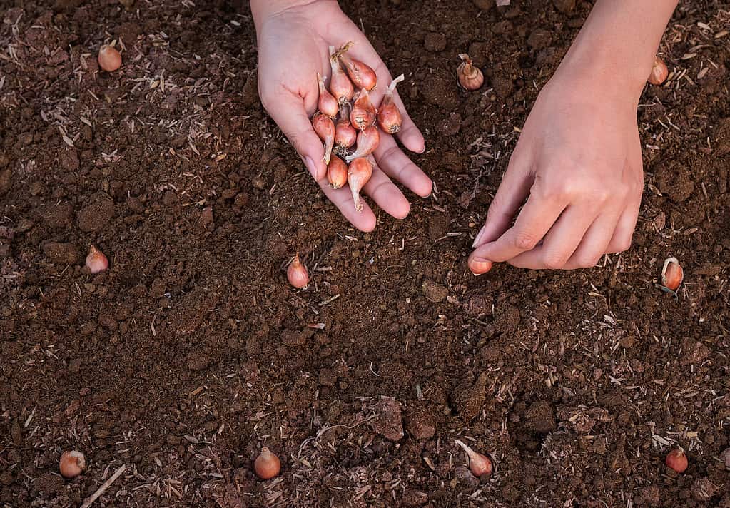 , Close up of hand planting onion set in soil.