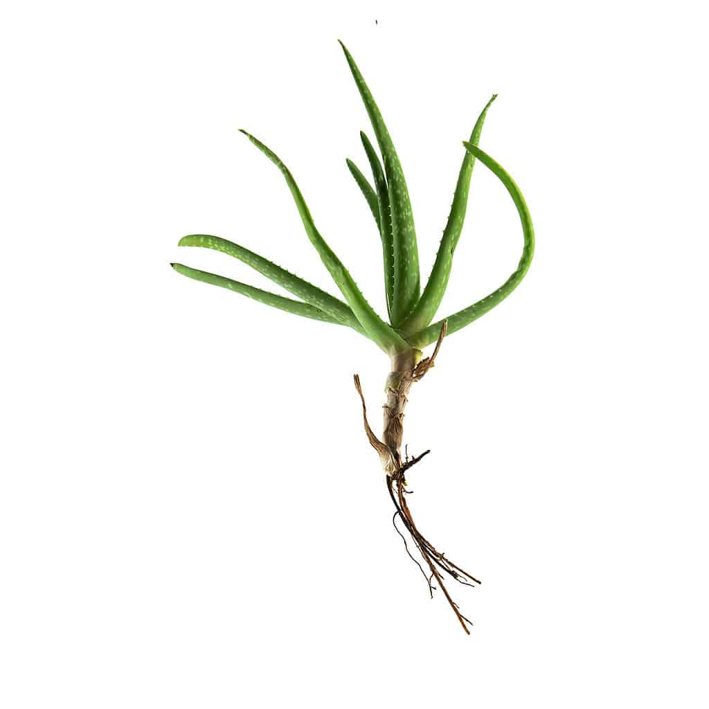 Aloe vera, offset daughter plant with roots. a white background